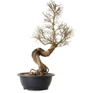Ulmus parvifolia Nire, 54 cm, ± 8 ans