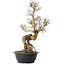 Ulmus parvifolia Nire, 54 cm, ± 8 ans