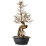 Ulmus parvifolia Nire, 54 cm, ± 8 ans