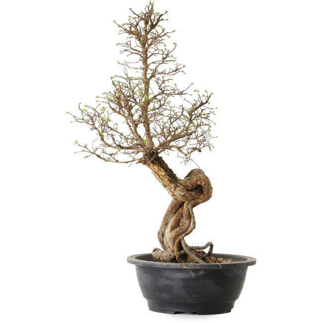 Ulmus parvifolia Nire, 54 cm, ± 8 anni