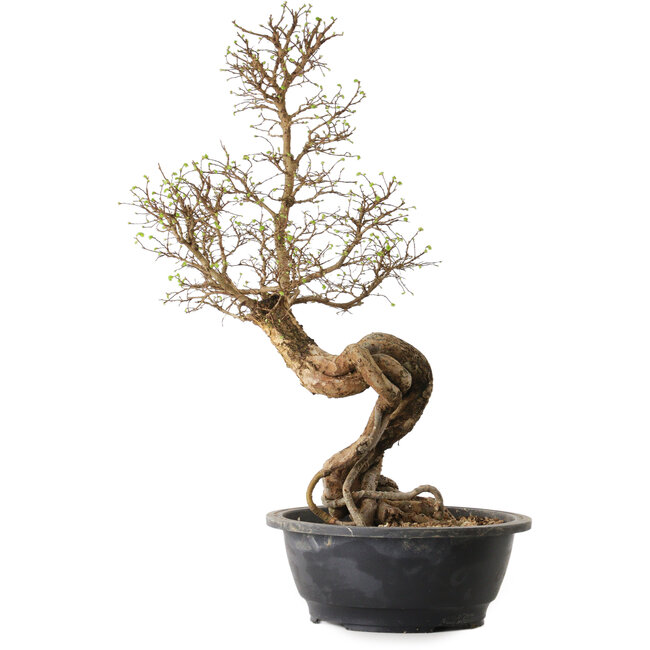 Ulmus parvifolia Nire, 54 cm, ± 8 años