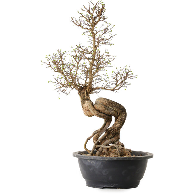 Ulmus parvifolia Nire, 54 cm, ± 8 ans