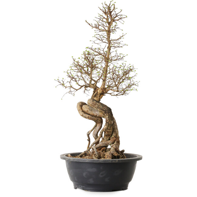 Ulmus parvifolia Nire, 54 cm, ± 8 anni