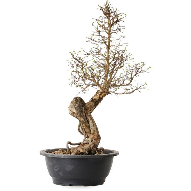 Ulmus parvifolia Nire, 54 cm, ± 8 anni