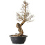 Ulmus parvifolia Nire, 54 cm, ± 8 ans