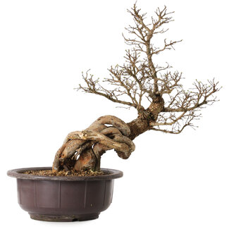 Ulmus parvifolia Nire, 54 cm, ± 8 jaar oud