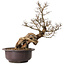 Ulmus parvifolia Nire, 54 cm, ± 8 ans