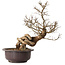 Ulmus parvifolia Nire, 54 cm, ± 8 years old