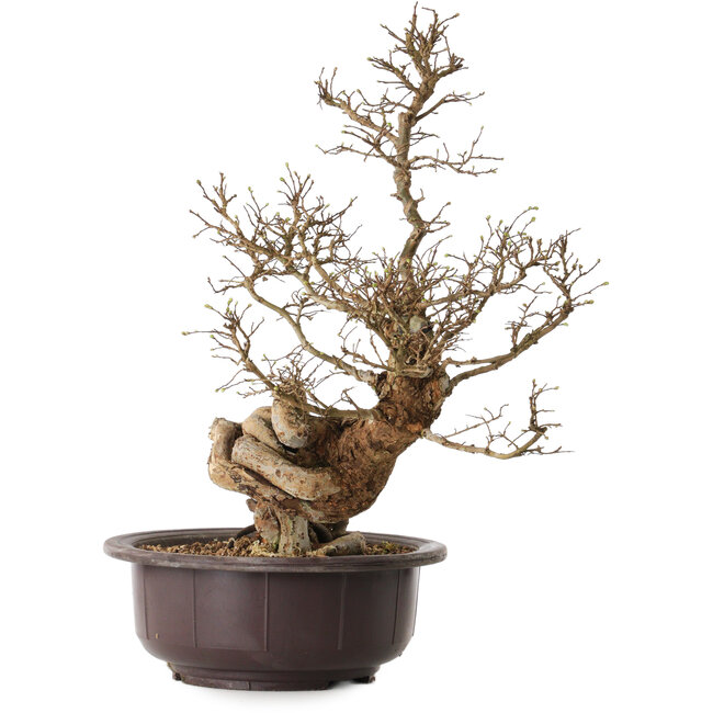 Ulmus parvifolia Nire, 54 cm, ± 8 Jahre alt