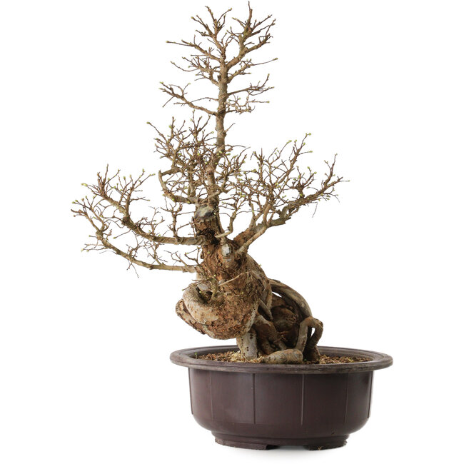 Ulmus parvifolia Nire, 54 cm, ± 8 jaar oud