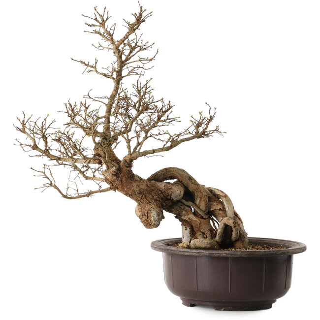 Ulmus parvifolia Nire, 54 cm, ± 8 jaar oud
