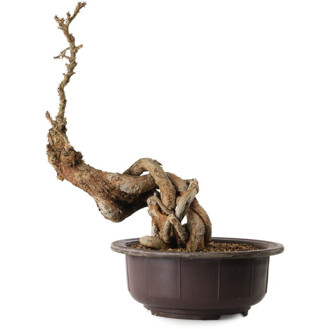 Ulmus parvifolia Nire, 54 cm, ± 8 ans