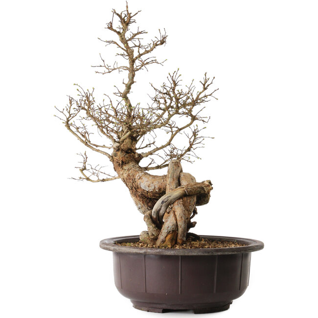 Ulmus parvifolia Nire, 54 cm, ± 8 jaar oud
