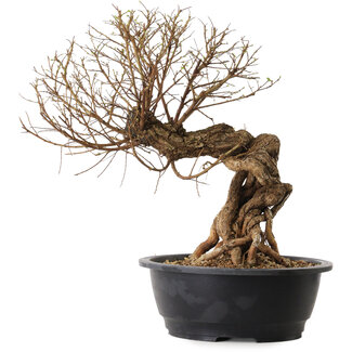 Ulmus parvifolia Nire, 54 cm, ± 8 jaar oud