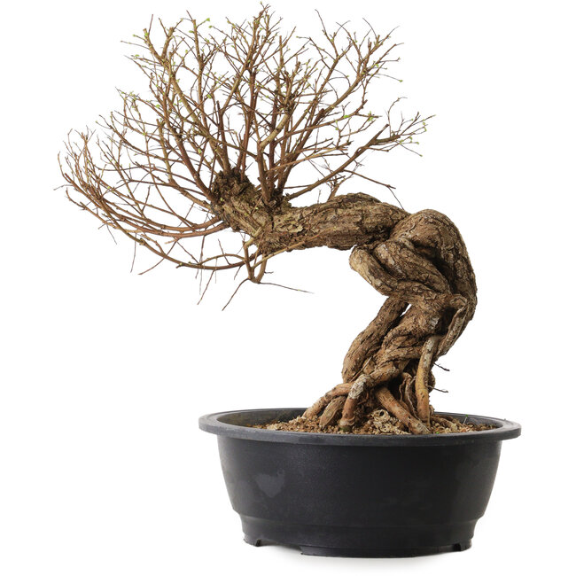 Ulmus parvifolia Nire, 54 cm, ± 8 años