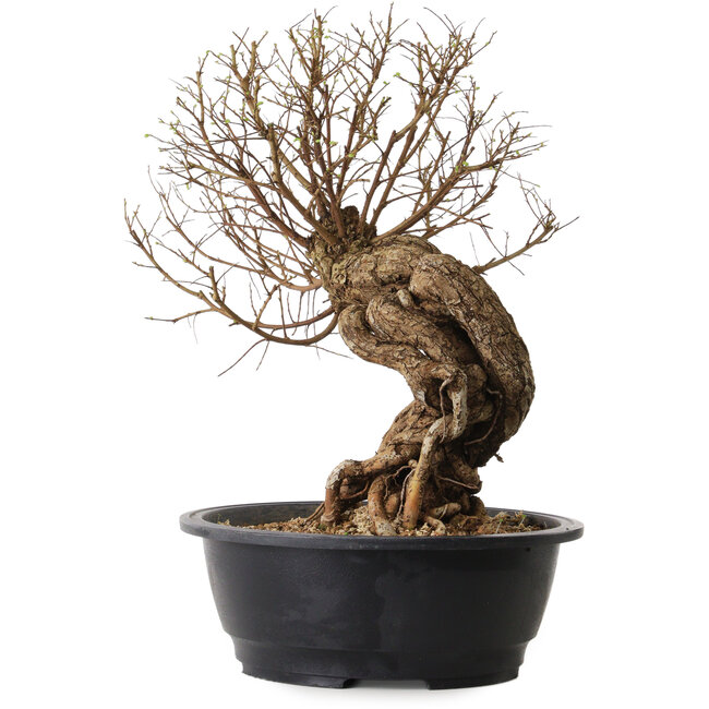 Ulmus parvifolia Nire, 54 cm, ± 8 ans