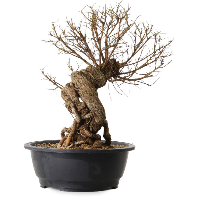 Ulmus parvifolia Nire, 54 cm, ± 8 years old