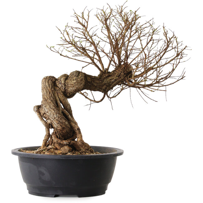 Ulmus parvifolia Nire, 54 cm, ± 8 años