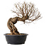 Ulmus parvifolia Nire, 54 cm, ± 8 ans