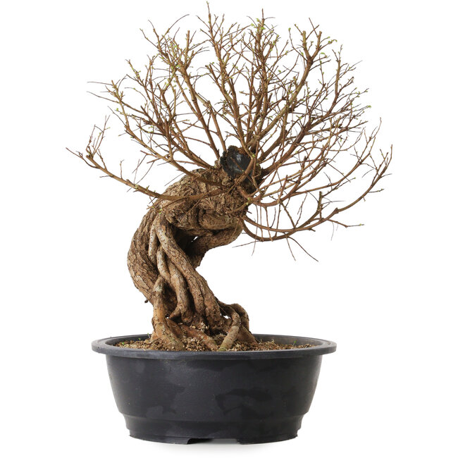 Ulmus parvifolia Nire, 54 cm, ± 8 ans