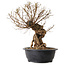 Ulmus parvifolia Nire, 54 cm, ± 8 years old