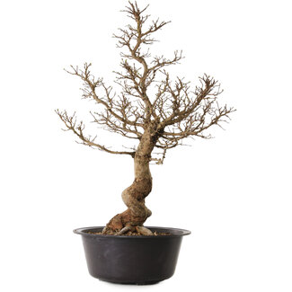 Ulmus parvifolia Nire, 54 cm, ± 8 Jahre alt