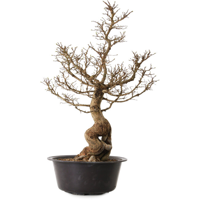 Ulmus parvifolia Nire, 54 cm, ± 8 años