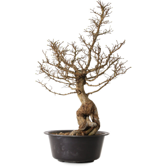 Ulmus parvifolia Nire, 54 cm, ± 8 Jahre alt