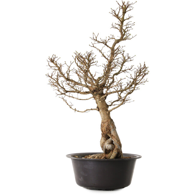 Ulmus parvifolia Nire, 54 cm, ± 8 ans