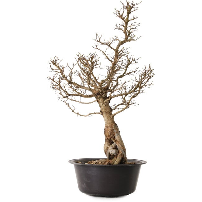 Ulmus parvifolia Nire, 54 cm, ± 8 Jahre alt