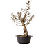 Ulmus parvifolia Nire, 54 cm, ± 8 years old