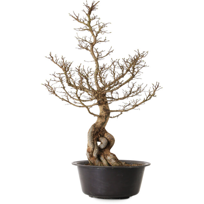 Ulmus parvifolia Nire, 54 cm, ± 8 years old