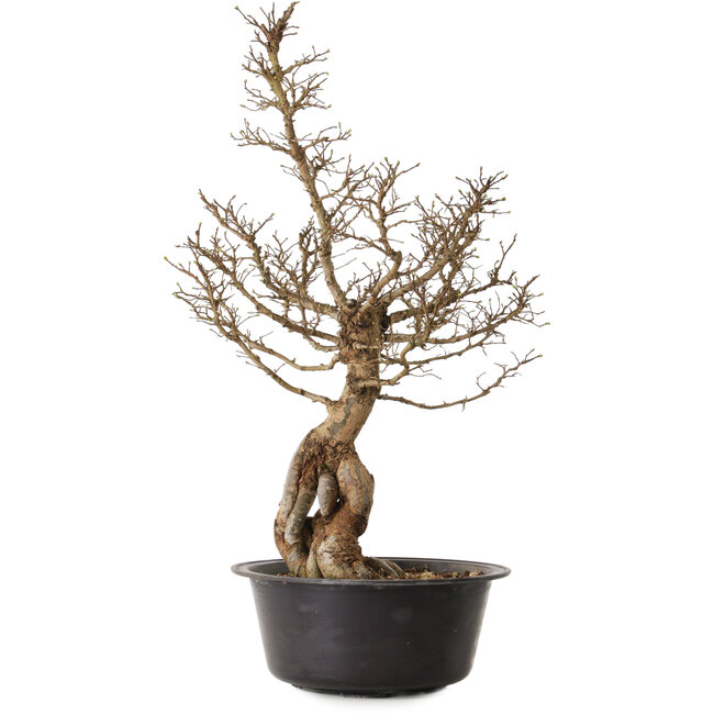 Ulmus parvifolia Nire, 54 cm, ± 8 ans