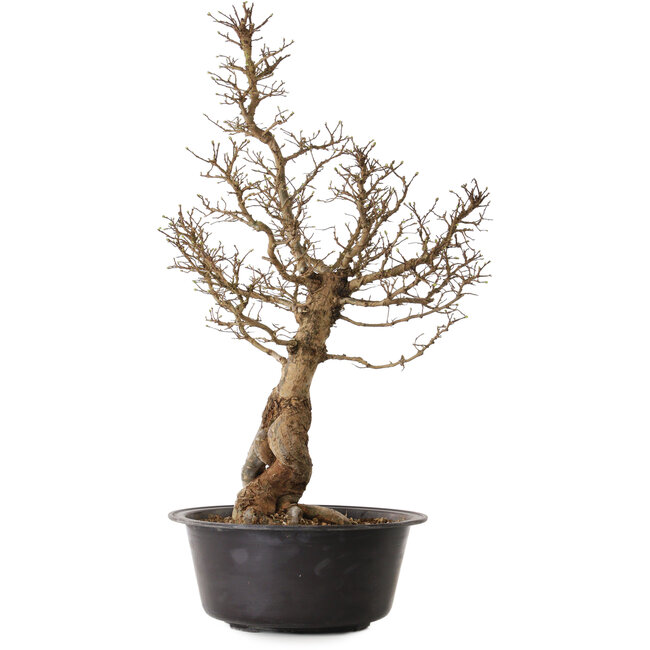 Ulmus parvifolia Nire, 54 cm, ± 8 años