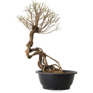 Ulmus parvifolia Nire, 54 cm, ± 8 years old