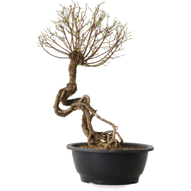 Ulmus parvifolia Nire, 54 cm, ± 8 Jahre alt