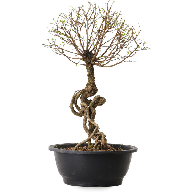 Ulmus parvifolia Nire, 54 cm, ± 8 ans