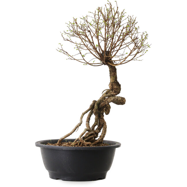 Ulmus parvifolia Nire, 54 cm, ± 8 anni