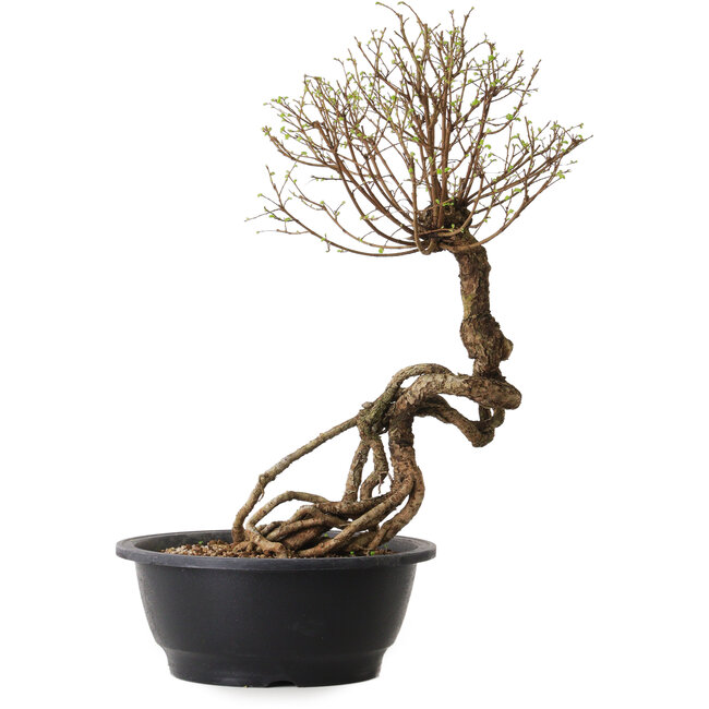 Ulmus parvifolia Nire, 54 cm, ± 8 anni