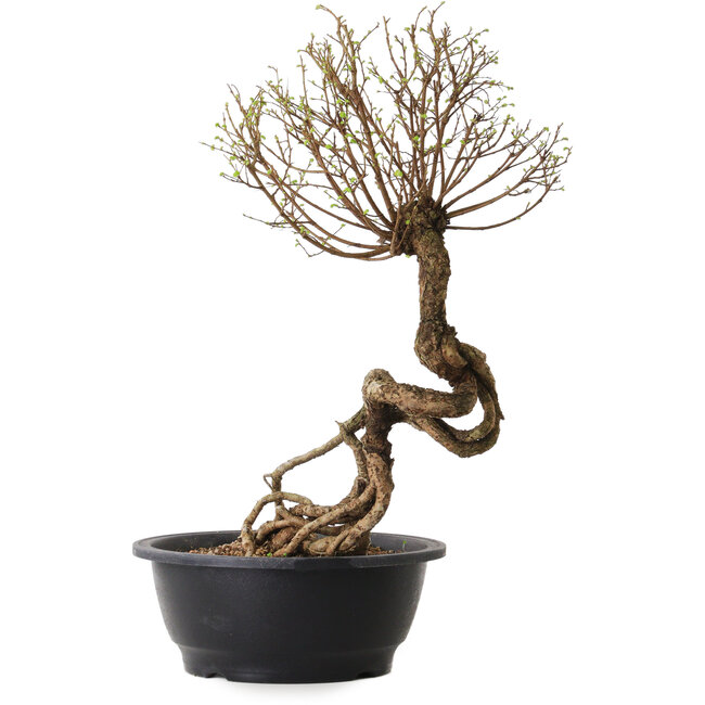 Ulmus parvifolia Nire, 54 cm, ± 8 Jahre alt