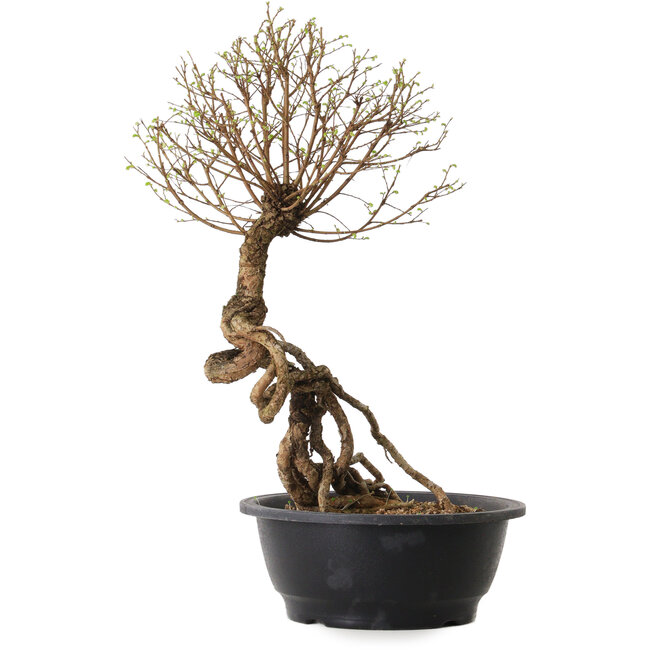 Ulmus parvifolia Nire, 54 cm, ± 8 ans