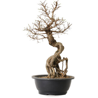 Ulmus parvifolia Nire, 54 cm, ± 8 ans