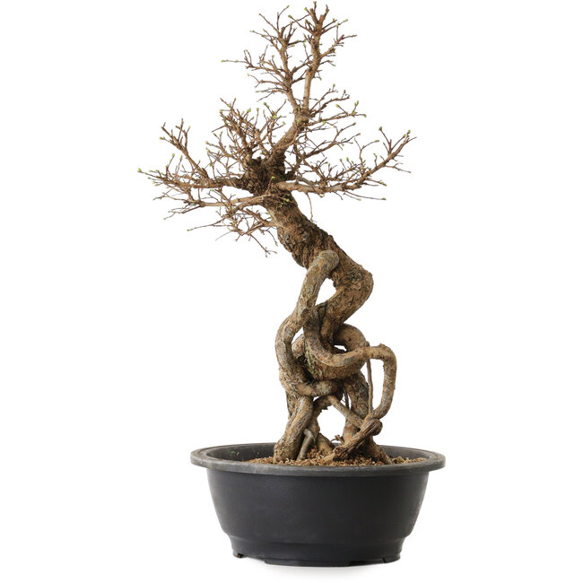 Ulmus parvifolia Nire, 54 cm, ± 8 years old