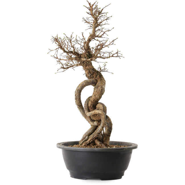 Ulmus parvifolia Nire, 54 cm, ± 8 Jahre alt