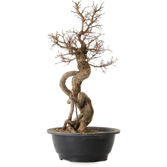 Ulmus parvifolia Nire, 54 cm, ± 8 ans