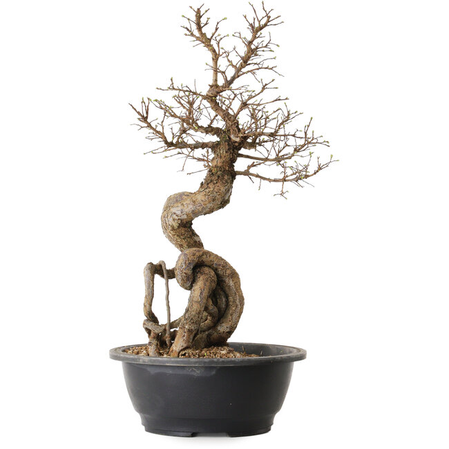 Ulmus parvifolia Nire, 54 cm, ± 8 Jahre alt