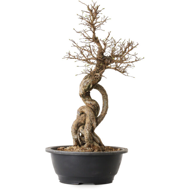 Ulmus parvifolia Nire, 54 cm, ± 8 años