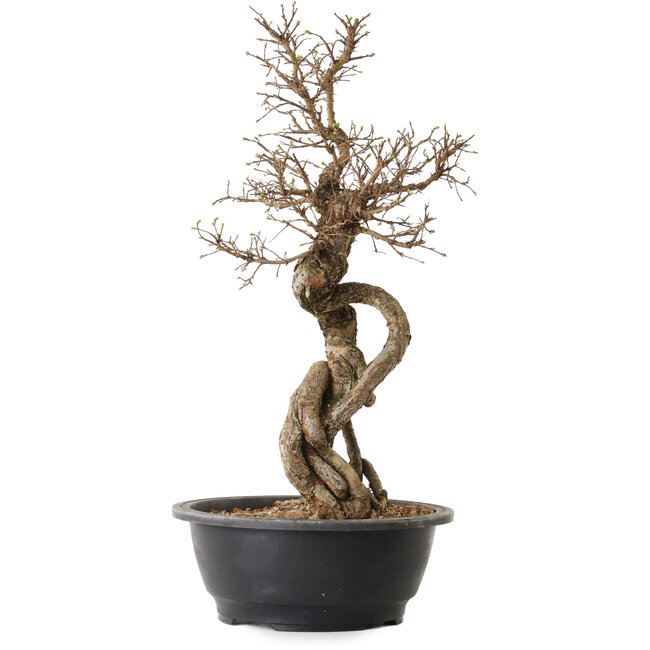 Ulmus parvifolia Nire, 54 cm, ± 8 Jahre alt