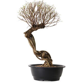 Ulmus parvifolia Nire, 54 cm, ± 8 jaar oud