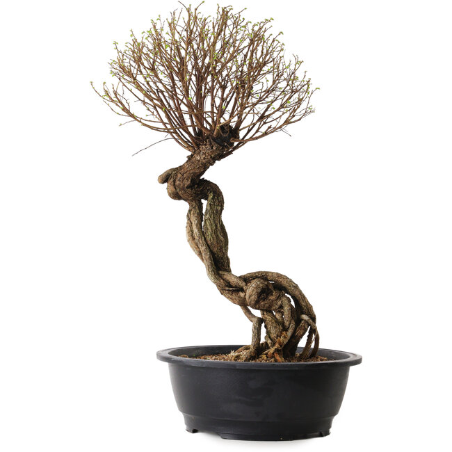 Ulmus parvifolia Nire, 54 cm, ± 8 jaar oud